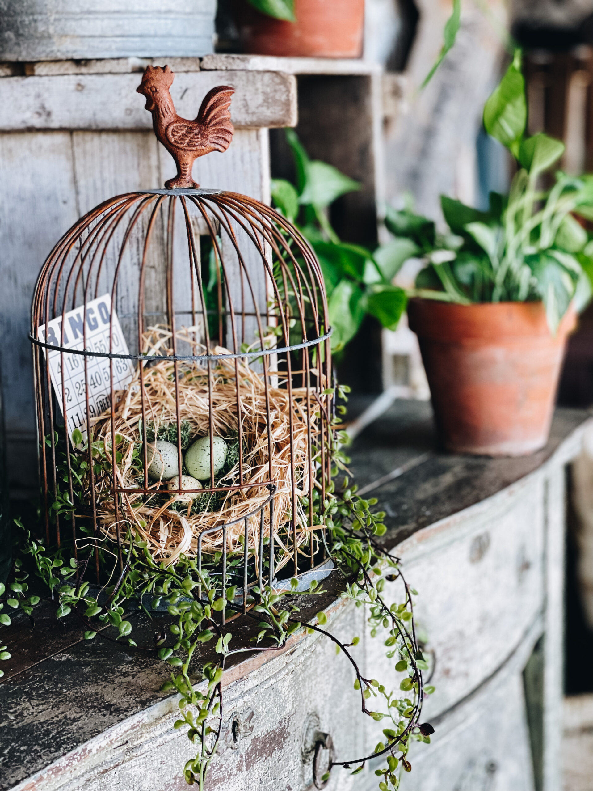 Rustic Metal Wall Bird Cage Planters  Hanging bird cage, Bird cage decor,  Vintage bird cage